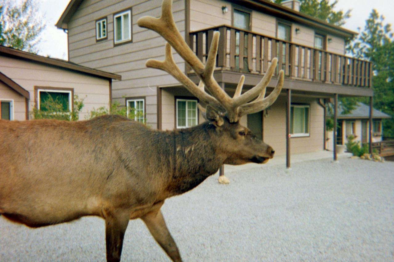 Skyline Cottages Estes Park Buitenkant foto